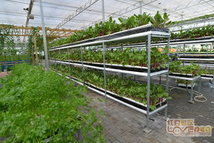 溫室大棚種植 富川福利生態(tài)高值農(nóng)業(yè)示范園的大棚材料與配套設(shè)施設(shè)計(jì)